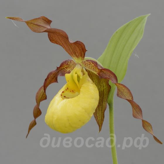 ����������� Otto (pub. x calceolus)