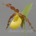 ����������� Otto (pub. x calceolus)