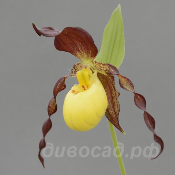 ����������� Rascal (parv. x kent.)