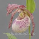 ����������� Delphine (kent. x franch.)