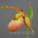 ����������� Jens (fasciolatum x shanxiense) 