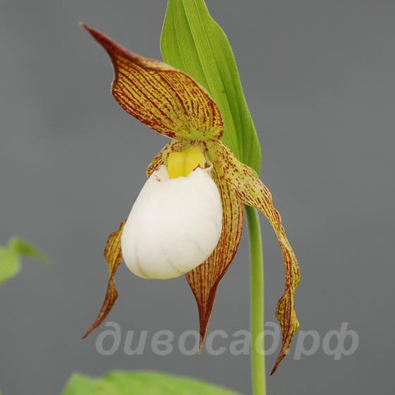 ����������� Jens (fasciolatum x shanxiense) 