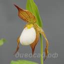 ����������� Jens (fasciolatum x shanxiense) 