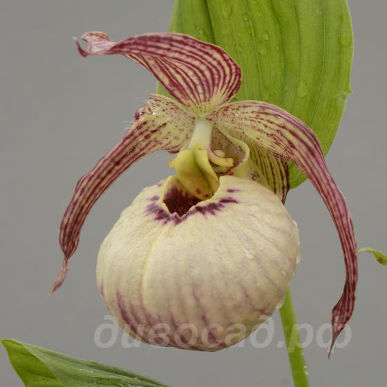 ����������� Monto (hotei x fasciolatum) 