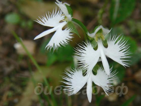 Habenaria radiata 
