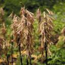 Cremastra appendiculata