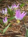 Erythronium sibiricum "��������"