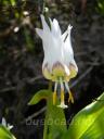 Erythronium sibiricum ����� ����