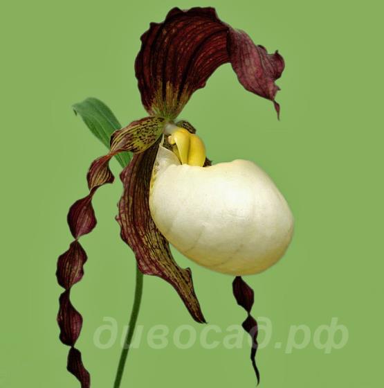 ����������� (kentuckiense) ������������