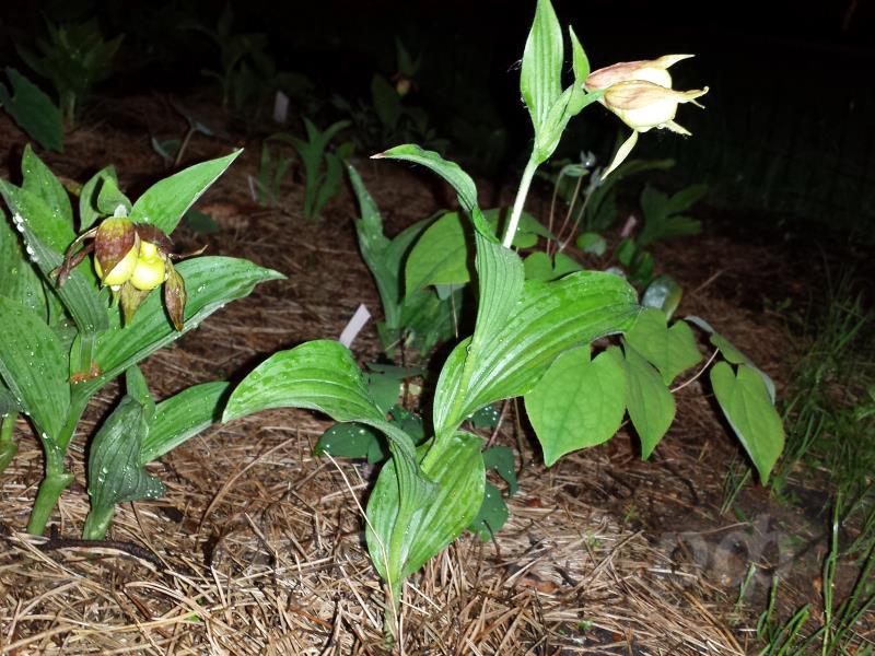 calceolus x segawai � Gisela Pastel