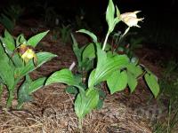 calceolus x segawai � Gisela Pastel