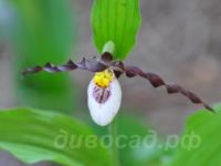 Frosch Mountain King  