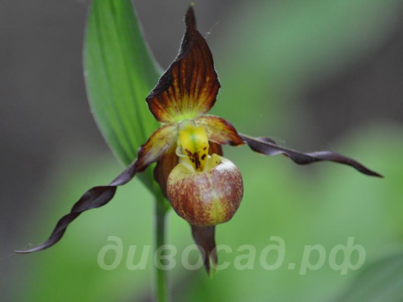 Schoko (calc. x shanx.) 