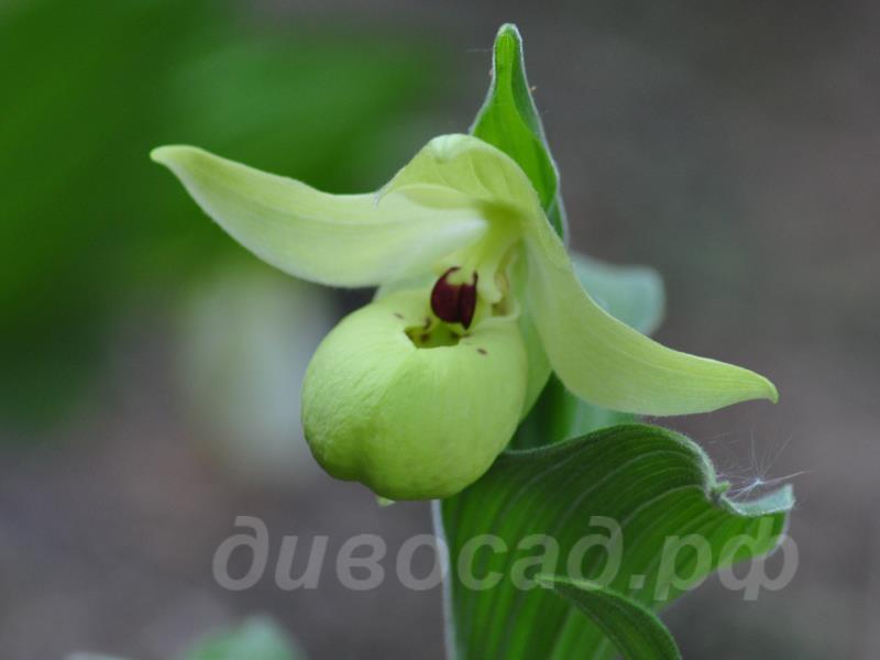 flavum (������)