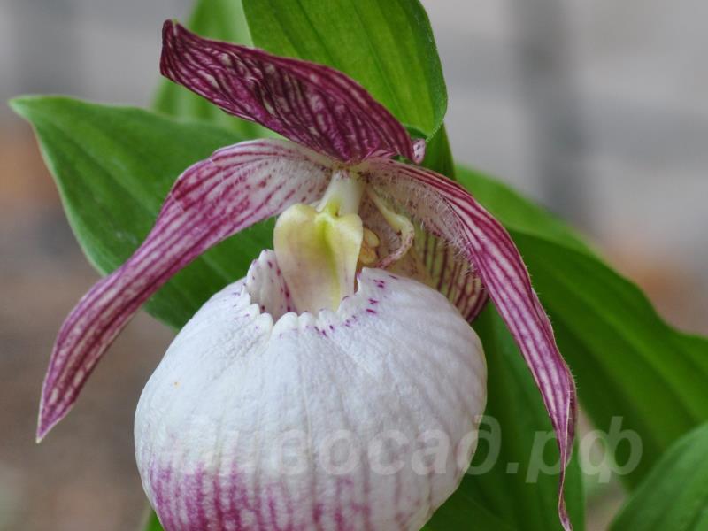 ����������� Sabine 