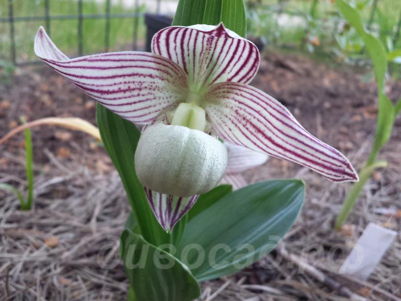 ����������� tibeticum  