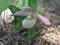 ����������� tibeticum  