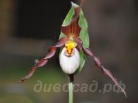 ����������� Frosch Mountain King  