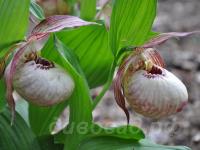 ����������� Monto (hotei x fasciolatum)  