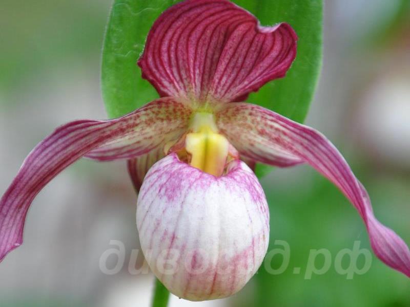 ����������� Gisela