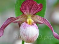 ����������� Gisela