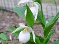 Cypripedium Sabine Pastel
