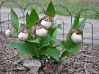 ����������� Monto (hotei x fasciolatum)   