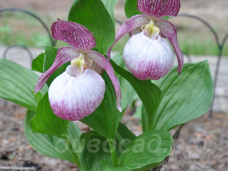 ����������� Sabine  