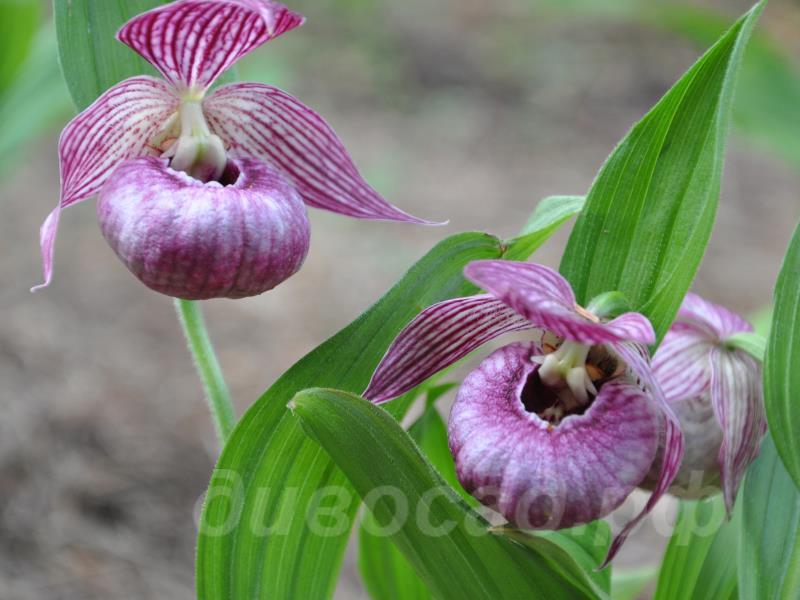 ����������� speciosum x hotei 