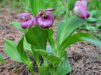 ����������� speciosum x hotei 