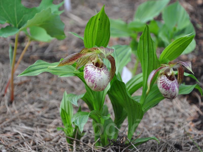 ����������� fasciolatum x corrugatum 