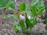 ����������� fasciolatum x corrugatum 