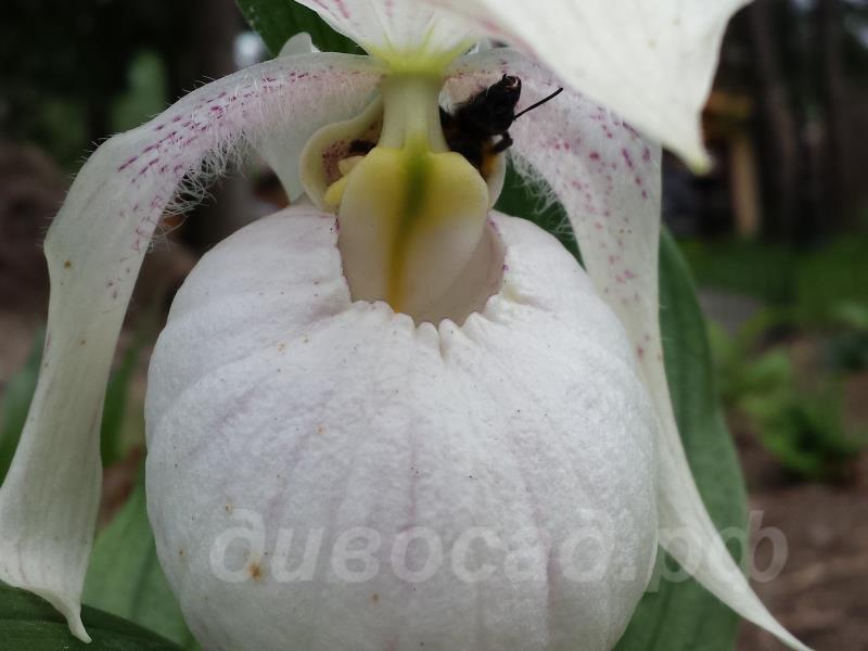 ����������� Sabine Pastel  