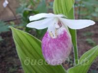 ����������� ����������� (reginae)