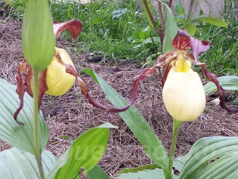 ����������� ������������� (kentuckiense)