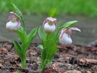 �������� ��������