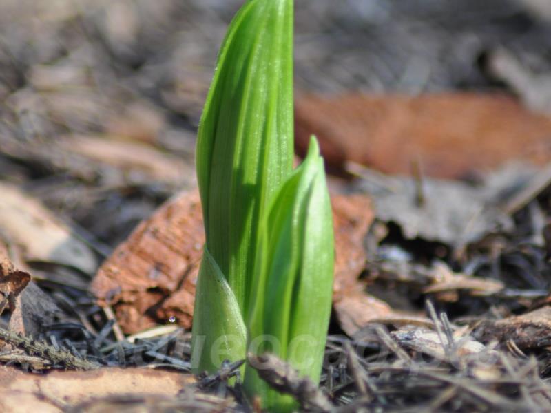 ������ ���������� ��������