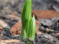 ������ ���������� ��������