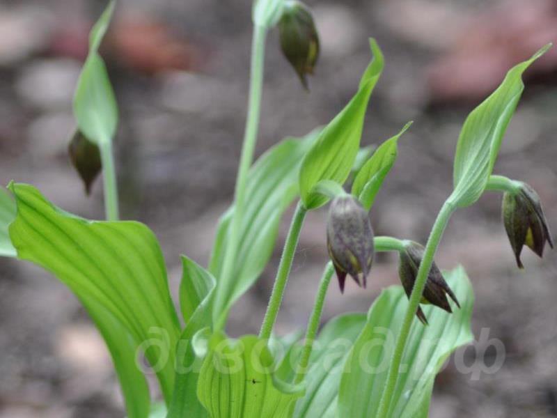 ������ ���������� �������� ���������������