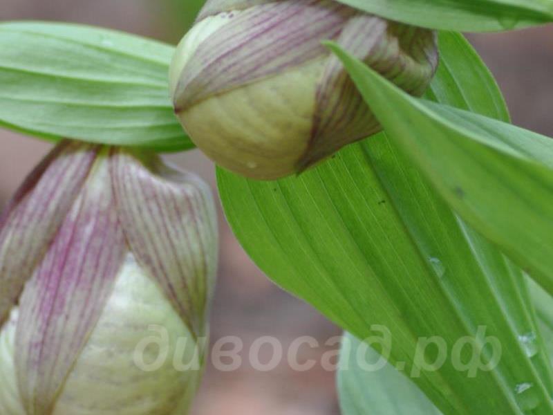 ������ ���������� �������� Sabine