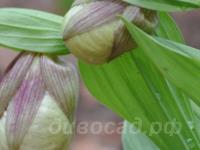 ������ ���������� �������� Sabine