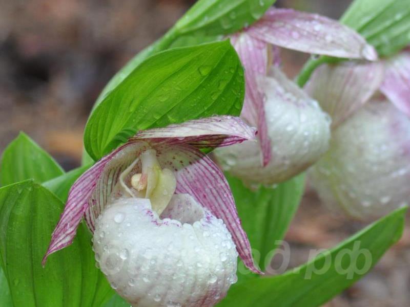 ������� �������� Sabine