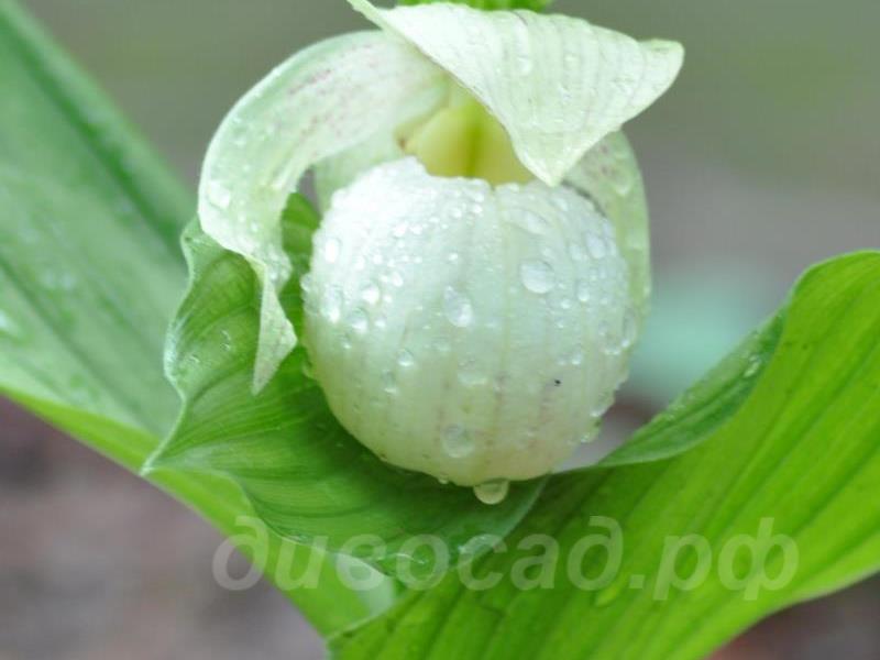 ������� �������� Sabine Pastel