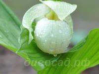 ������� �������� Sabine Pastel