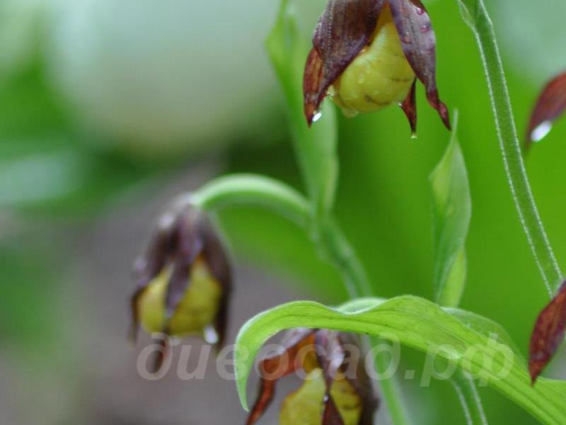 ������� �������� ��������������