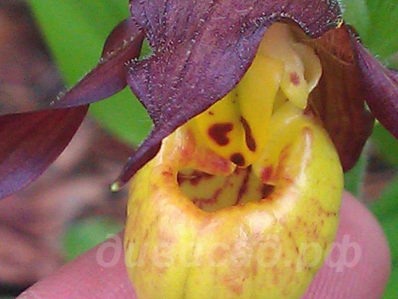 ������� �������� ��������������