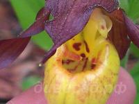 ������� �������� ��������������