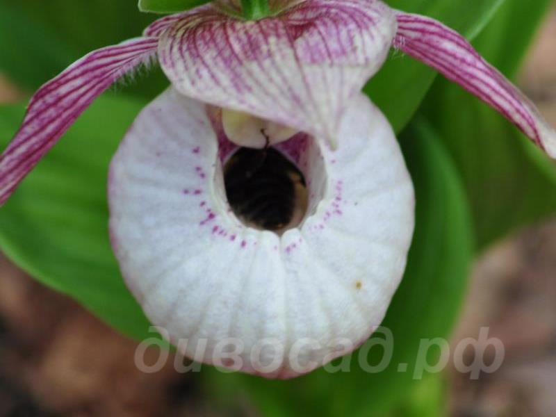 ������� �������� Sabine