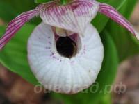 ������� �������� Sabine