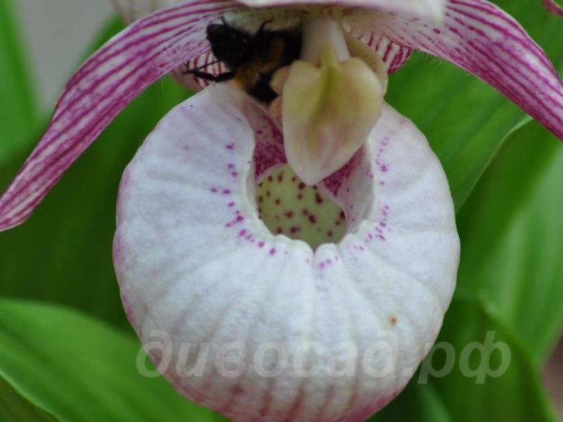 ������� �������� Sabine � �����